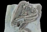 Beautiful Fossil Crinoid Plate - Crawfordsville, Indiana #87982-3